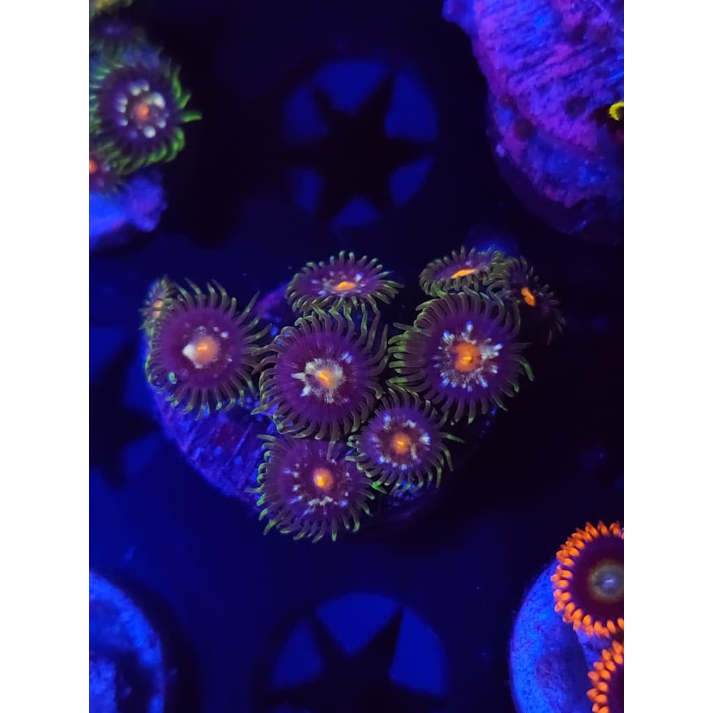 Daisy Cutters Zoanthid Frag WYSIWYG!