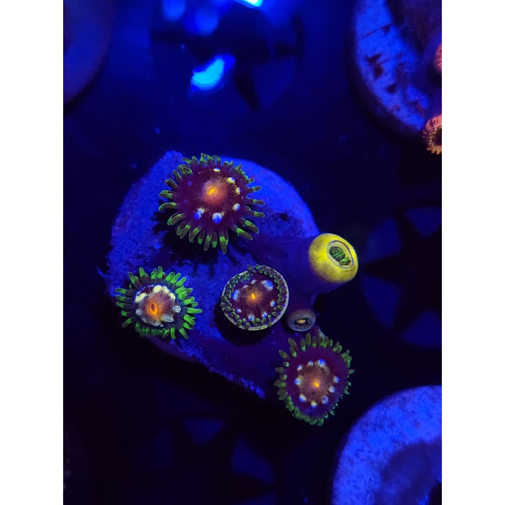 Daisy Cutters Zoanthid Frag WYSIWYG!
