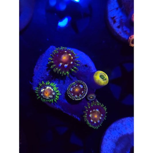 Daisy Cutters Zoanthid Frag WYSIWYG!