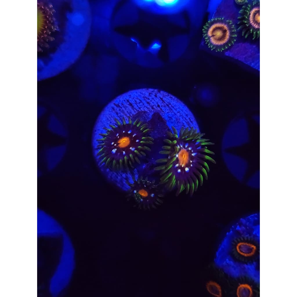 Daisy Cutters Zoanthid Frag WYSIWYG!