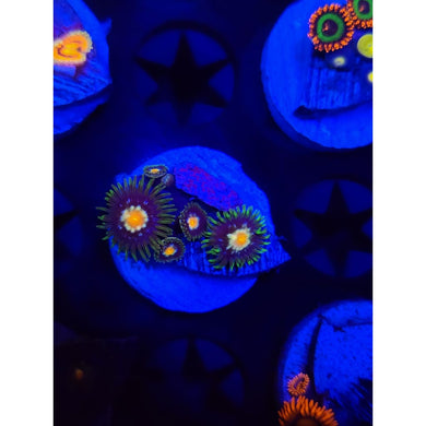 Daisy Cutters Zoanthid Frag WYSIWYG!
