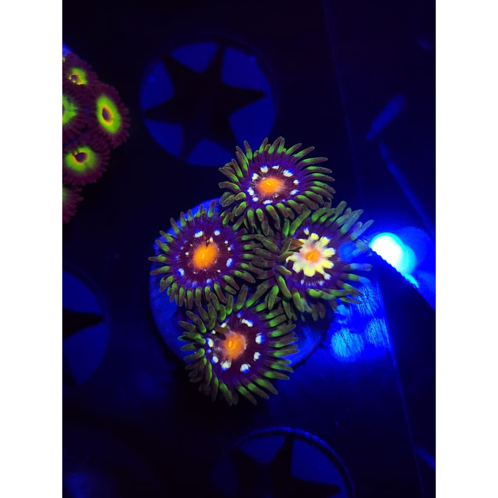 Daisy Cutters Zoanthid Frag WYSIWYG!