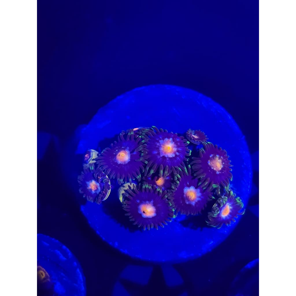 Daisy Cutters Zoanthid Frag WYSIWYG!