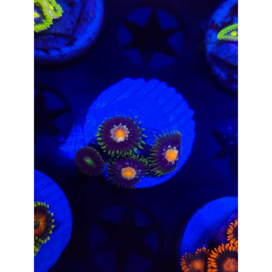 Daisy Cutters Zoanthid Frag WYSIWYG!