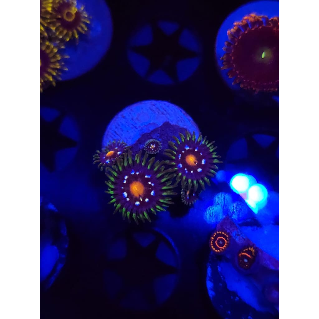 Daisy Cutters Zoanthid Frag WYSIWYG!