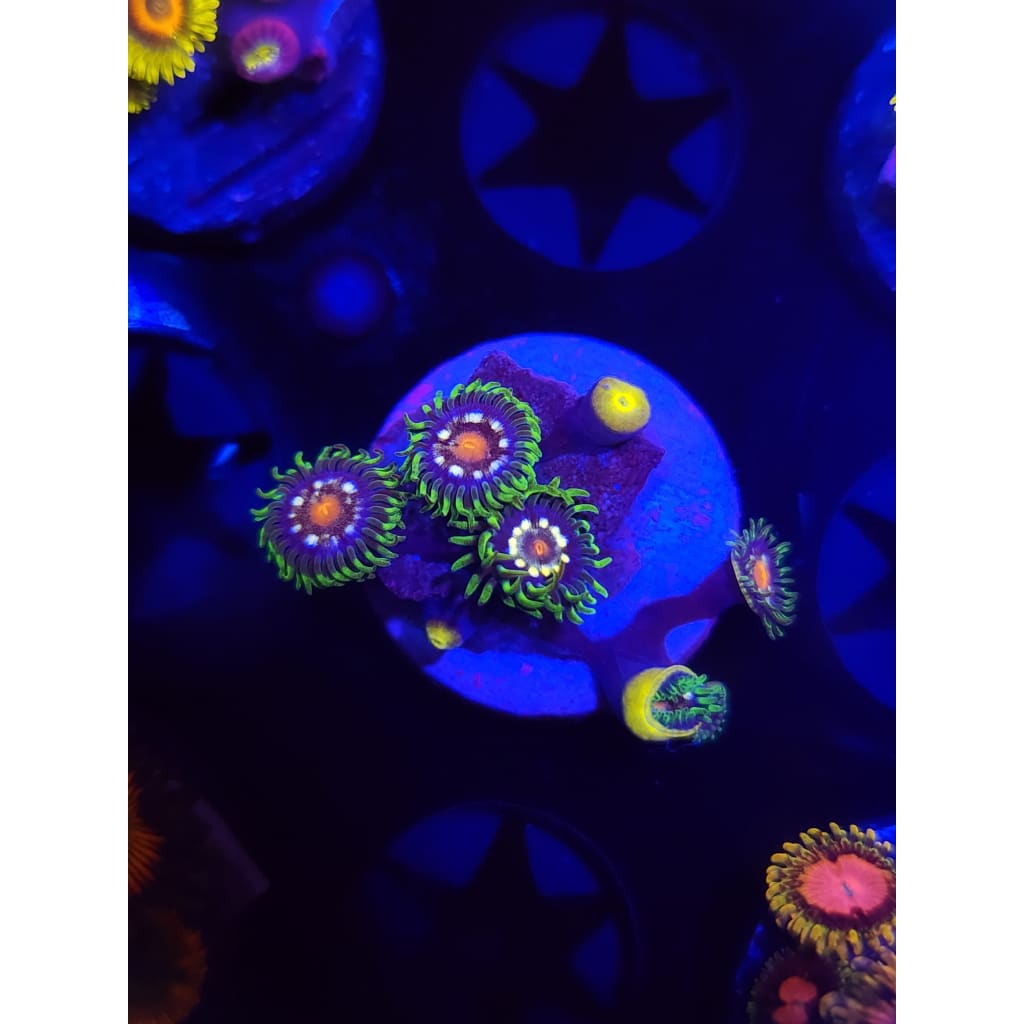 Daisy Cutters Zoanthid Frag WYSIWYG!
