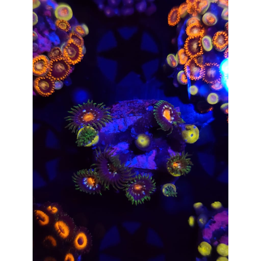 Daisy Cutters Zoanthid Frag WYSIWYG!