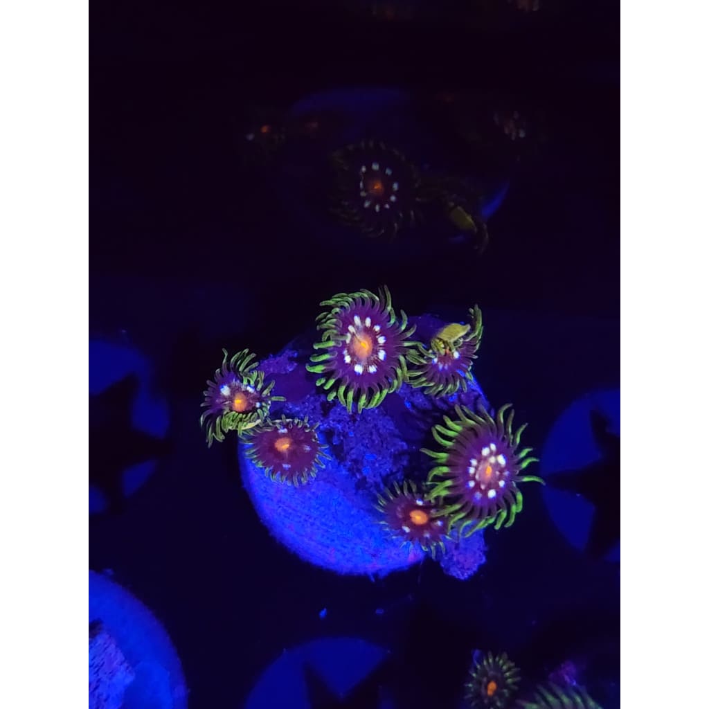 Daisy Cutters Zoanthid Frag WYSIWYG!
