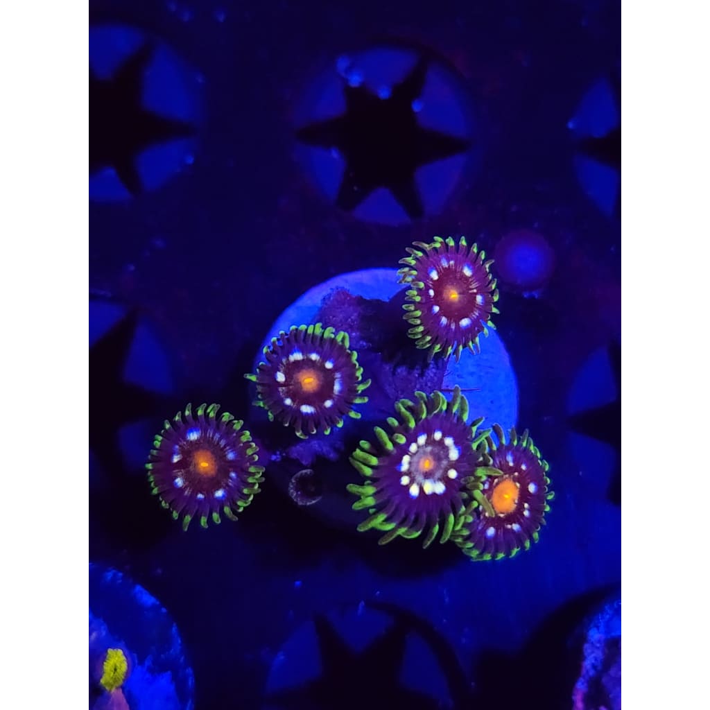 Daisy Cutters Zoanthid Frag WYSIWYG!