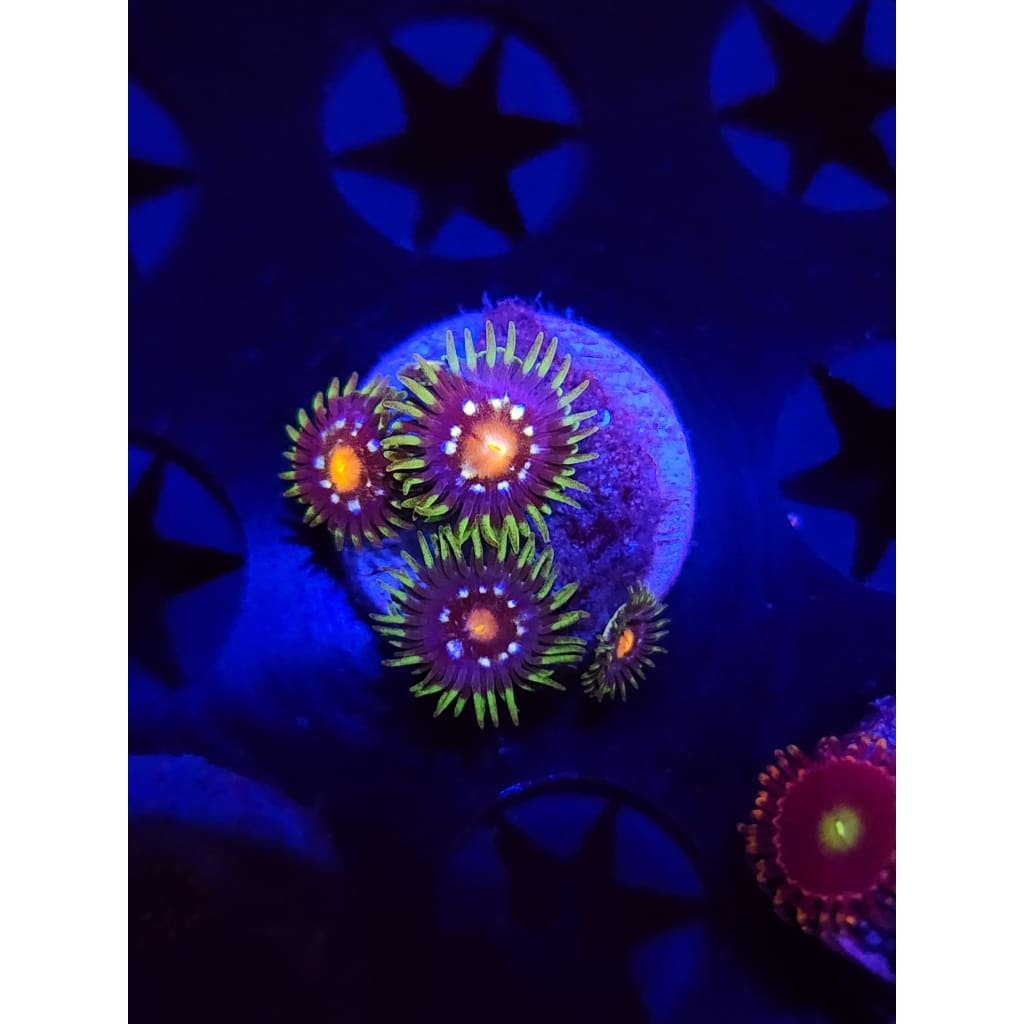 Daisy Cutters Zoanthid Frag WYSIWYG!