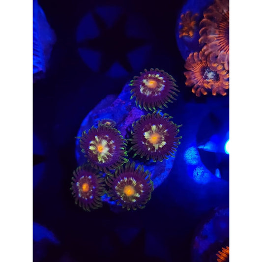 Daisy Cutters Zoanthid Frag WYSIWYG!