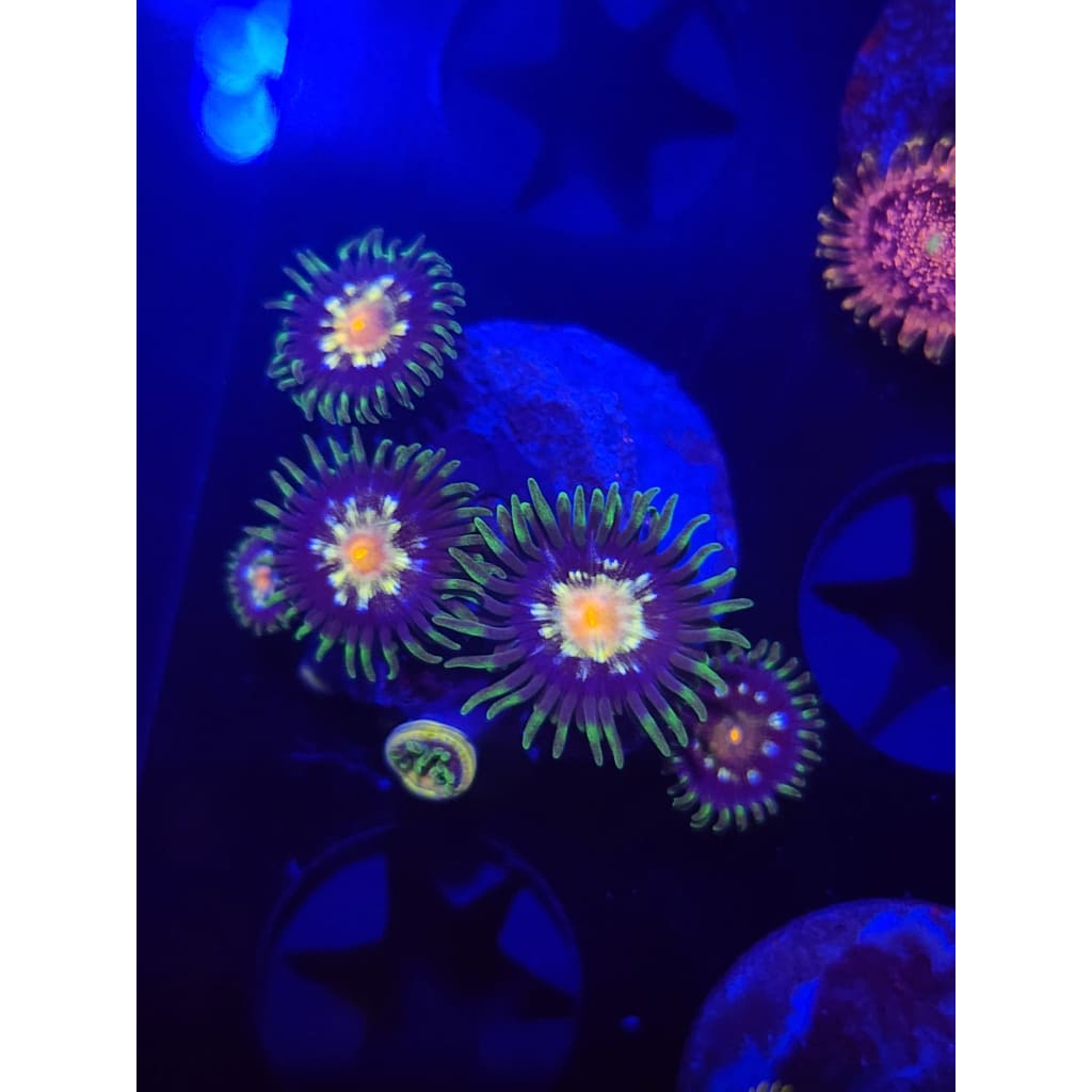 Daisy Cutters Zoanthid Frag WYSIWYG!