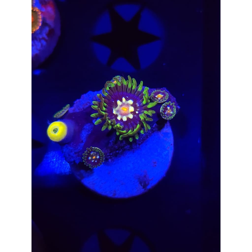 Daisy Cutters Zoanthid Frag WYSIWYG!