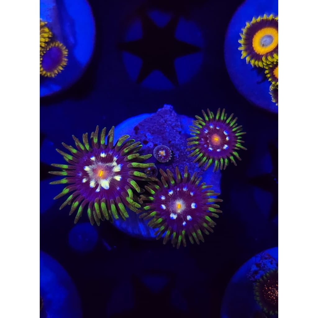 Daisy Cutters Zoanthid Frag WYSIWYG!