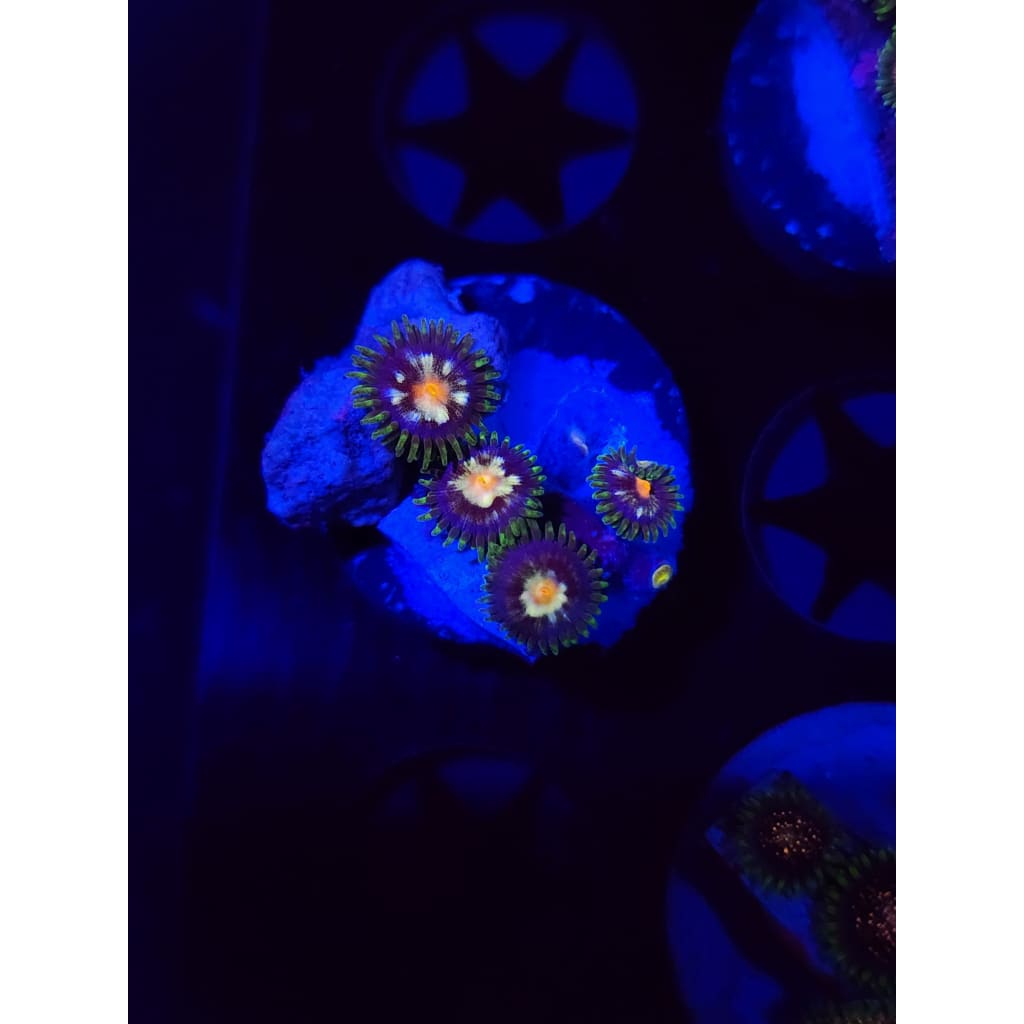 Daisy Cutters Zoanthid Frag WYSIWYG!