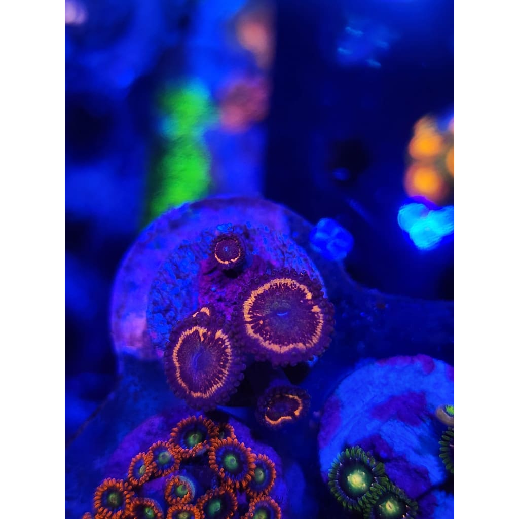 Daisy Duke Zoanthid Frag WYSIWYG!