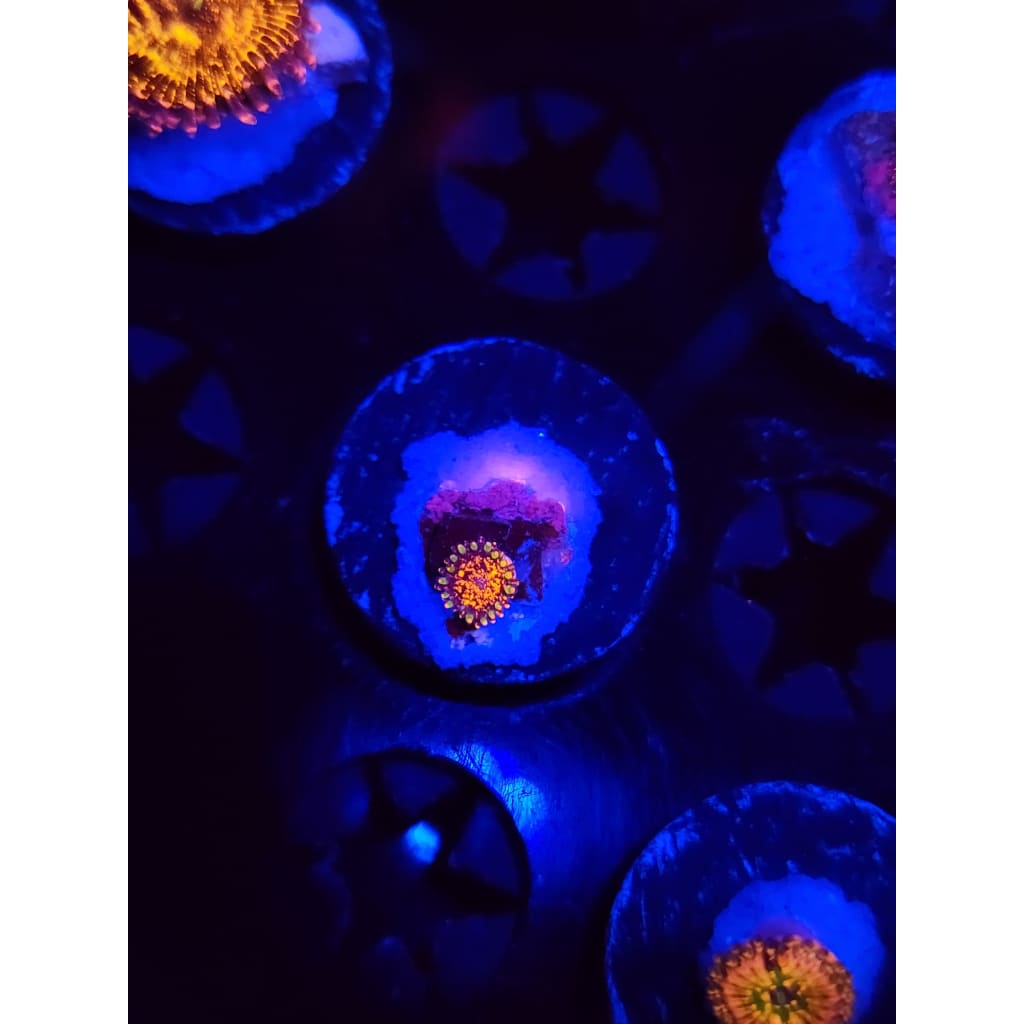 Dayglo Volcano Zoanthid Frag WYSIWYG!