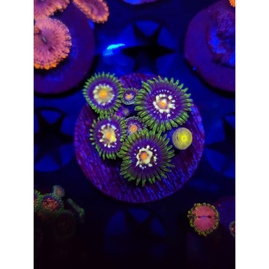 Desert Star Zoanthid Frag WYSIWYG!