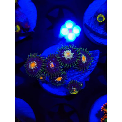 Desert Star Zoanthid Frag WYSIWYG!