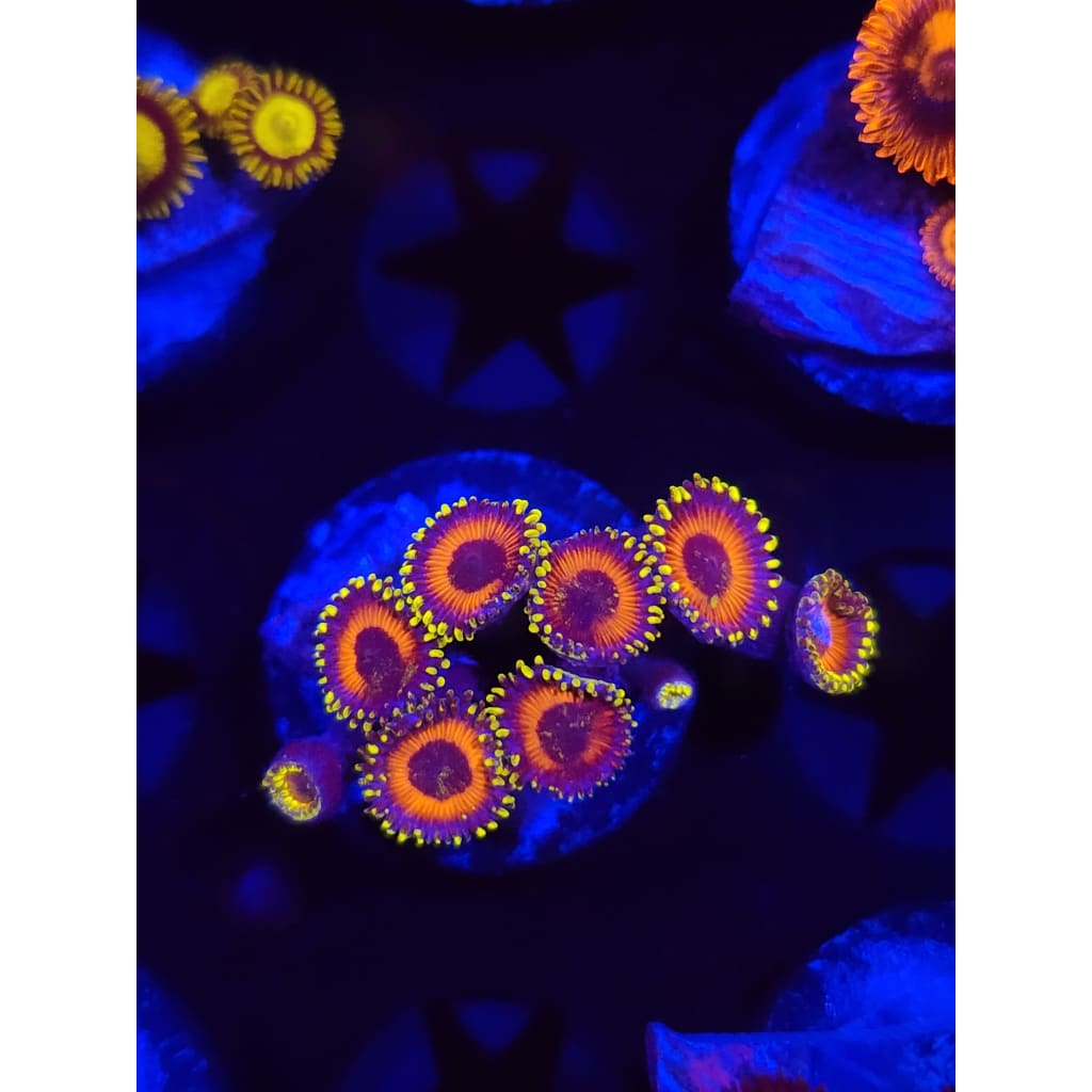 Eagle Eye Zoanthid Frag WYSIWYG!
