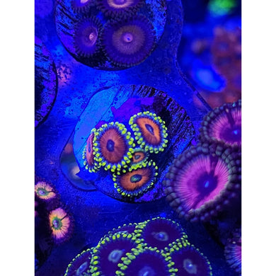 Eagle Eye Zoanthid Frag WYSIWYG!