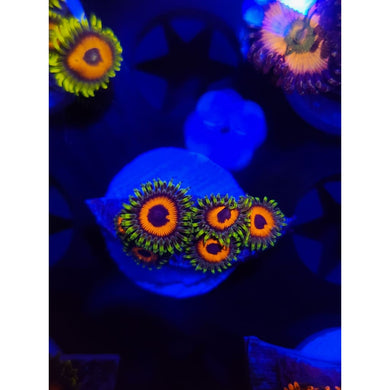 Eagle Eye Zoanthid Frag WYSIWYG!