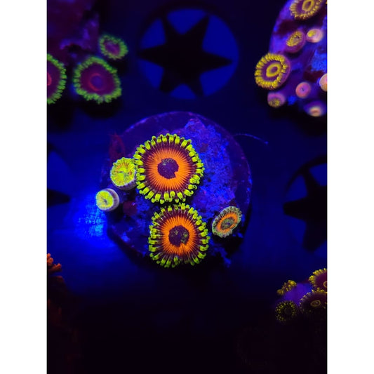 Eagle Eye Zoanthid Frag WYSIWYG!