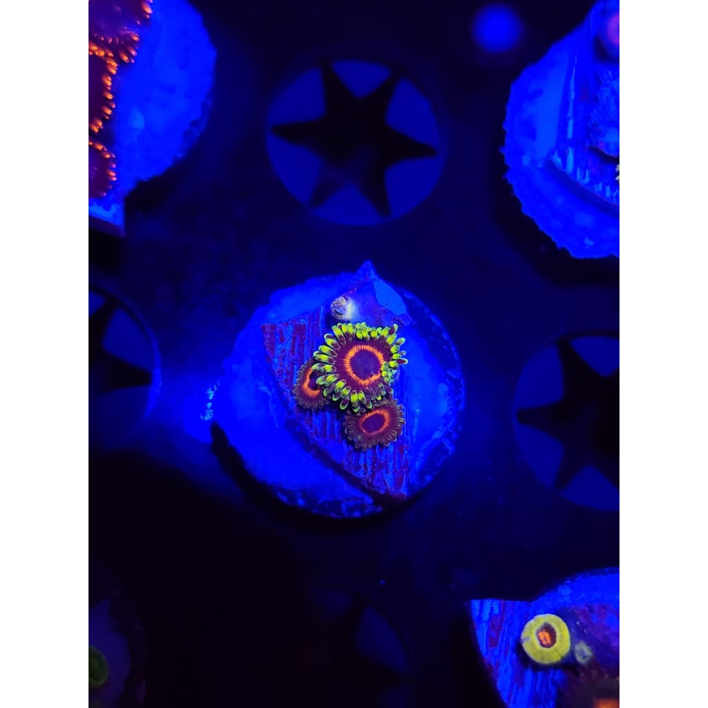 Eagle Eye Zoanthid Frag WYSIWYG!
