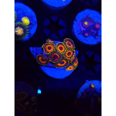 Eagle Eye Zoanthid Frag WYSIWYG!