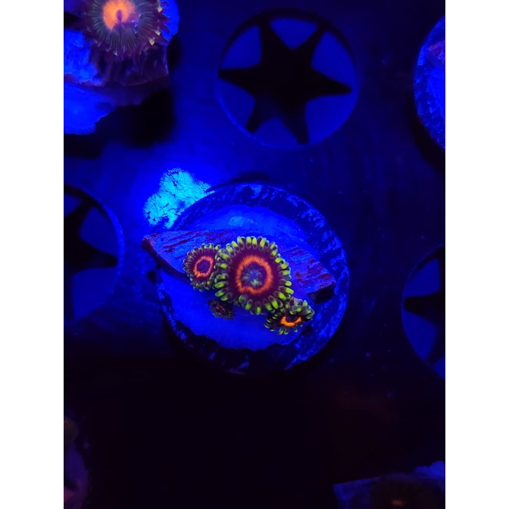Eagle Eye Zoanthid Frag WYSIWYG!