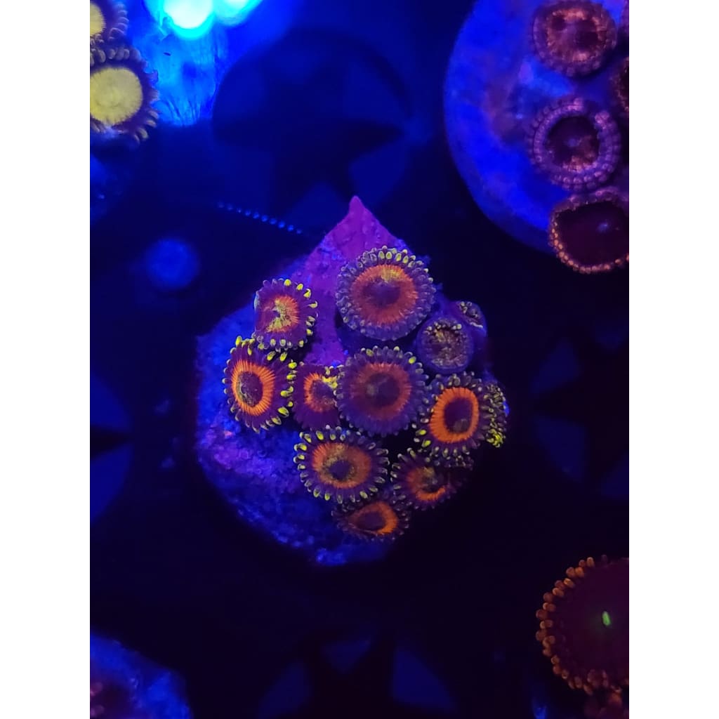 Eagle Eye Zoanthid Frag WYSIWYG!