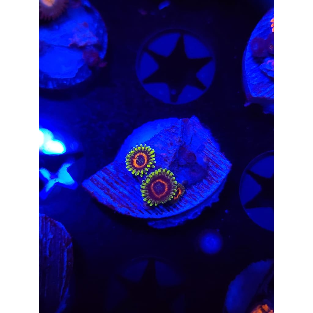 Eagle Eye Zoanthid Frag WYSIWYG!