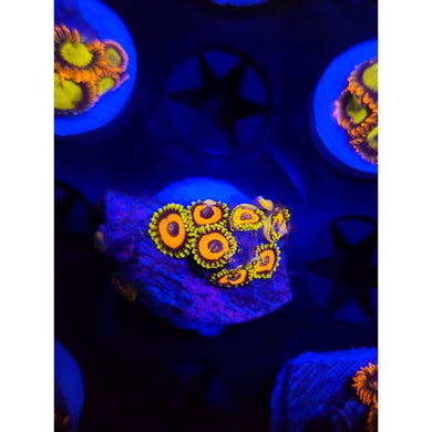 Eagle Eye Zoanthid Frag WYSIWYG!