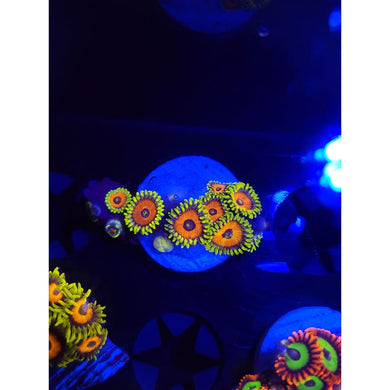Eagle Eye Zoanthid Frag WYSIWYG!