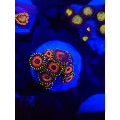 Eagle Eye Zoanthid Frag WYSIWYG!