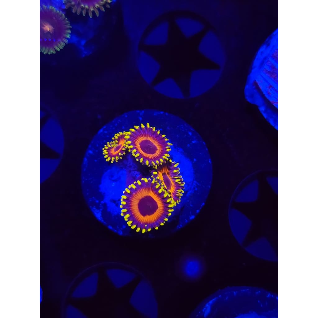 Eagle Eye Zoanthid Frag WYSIWYG!