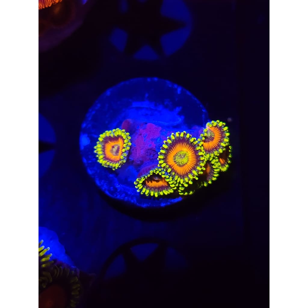 Eagle Eye Zoanthid Frag WYSIWYG!