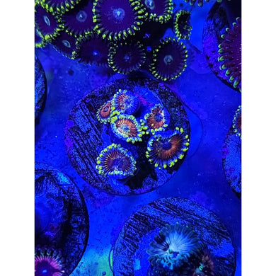 Eagle Eye Zoanthid Frag WYSIWYG!