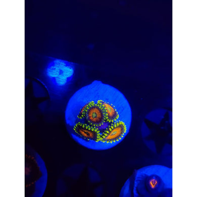Eagle Eye Zoanthid Frag WYSIWYG!