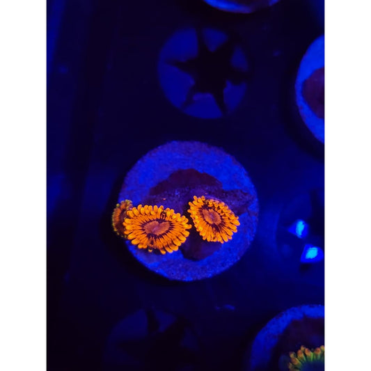 El Corazon Zoanthid Frag WYSIWYG!