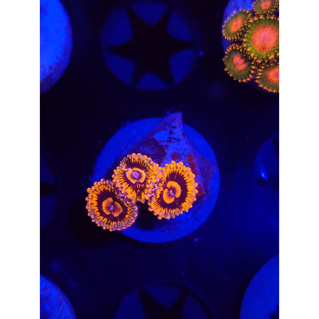 El Corazon Zoanthid Frag WYSIWYG!