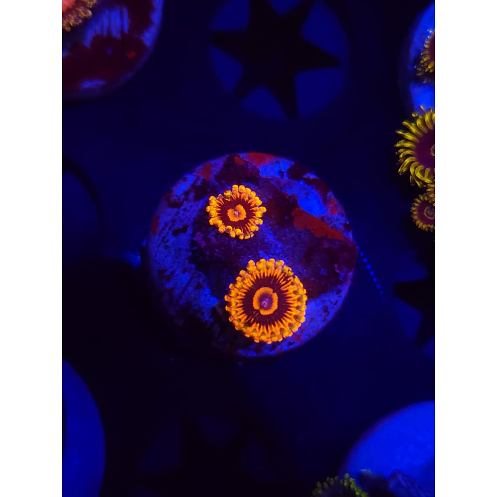 El Corazon Zoanthid Frag WYSIWYG!