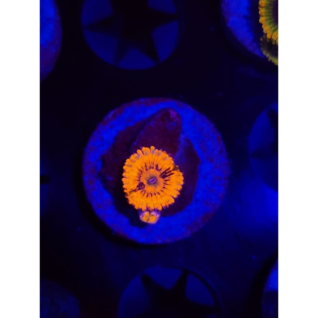 El Corazon Zoanthid Frag WYSIWYG!