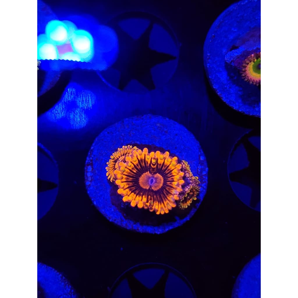 El Corazon Zoanthid Frag WYSIWYG!