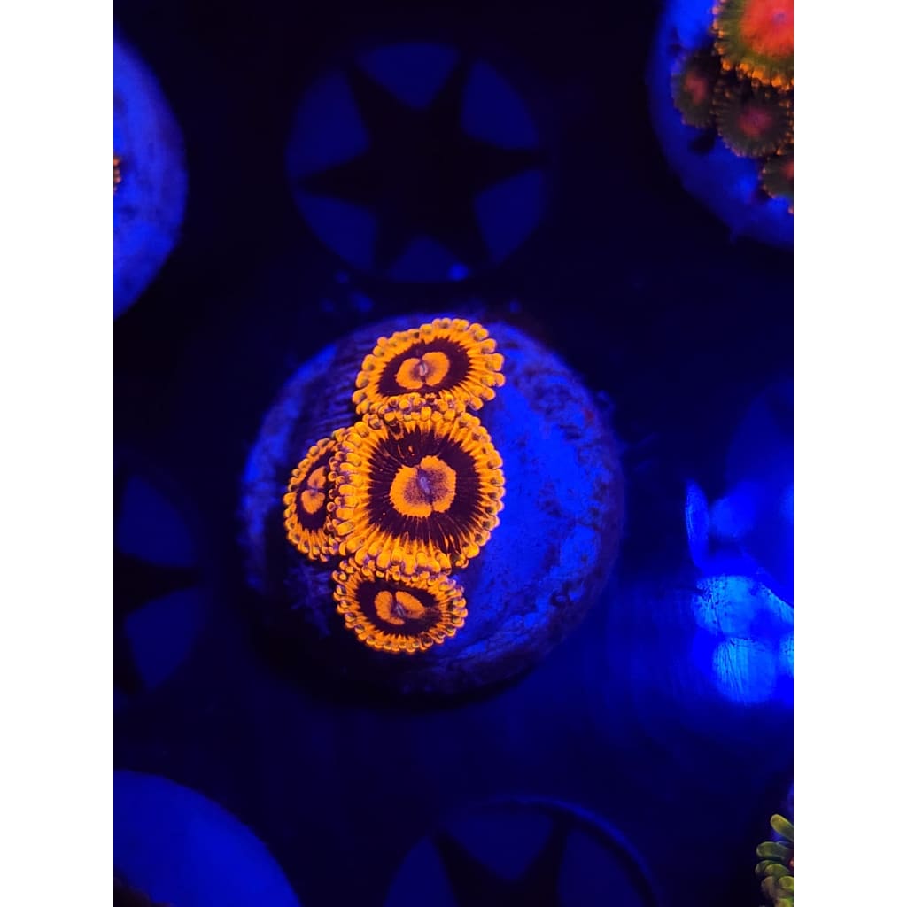 El Corazon Zoanthid Frag WYSIYWG!