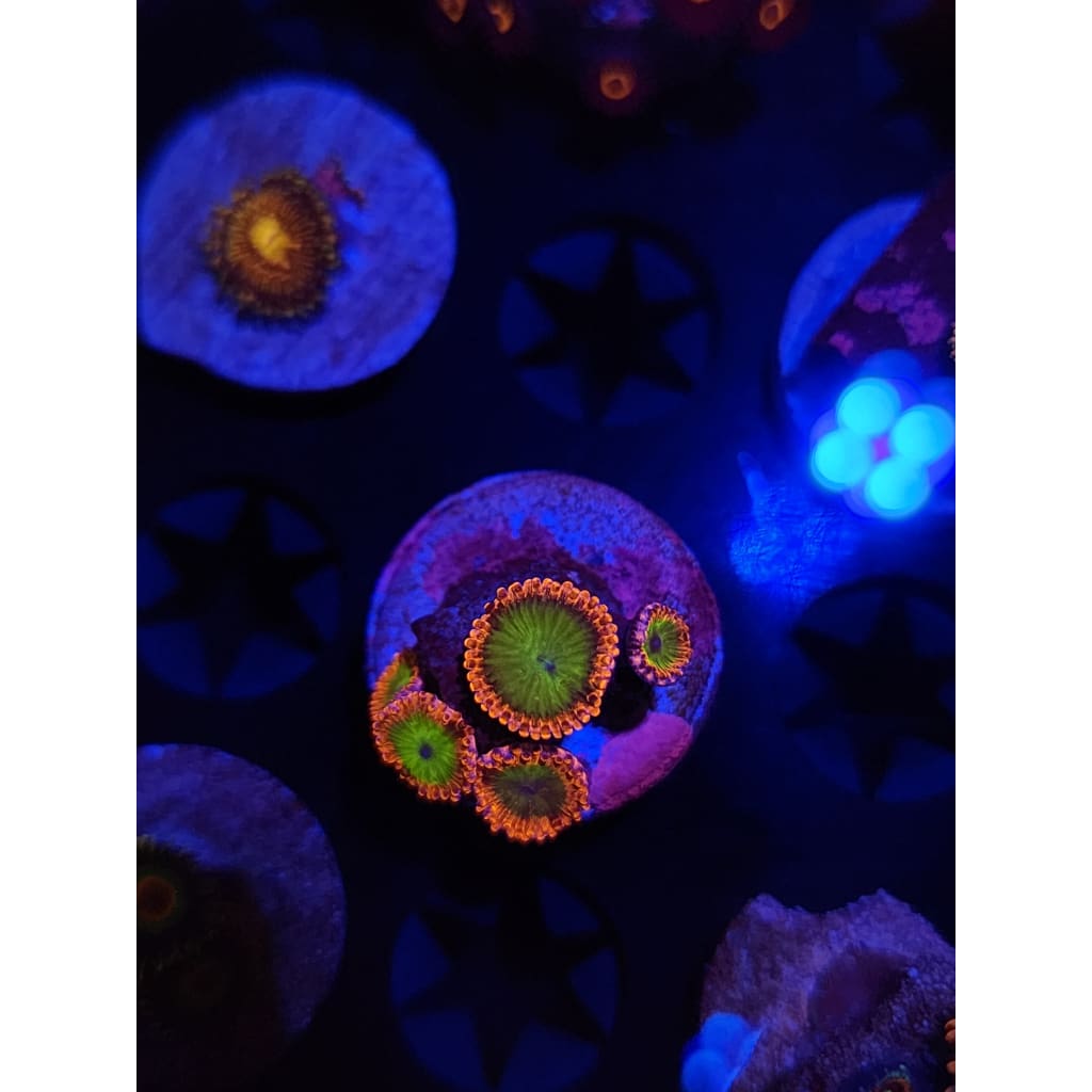Electric Oompa Loompa Zoanthid Frag WYSIWYG!