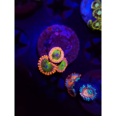Electric Oompa Loompa Zoanthid Frag WYSIWYG!