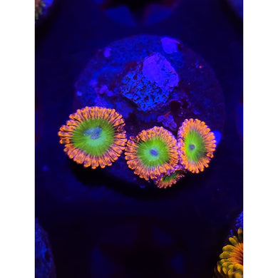 Electric Oompa Loompa Zoanthid Frag WYSIWYG!