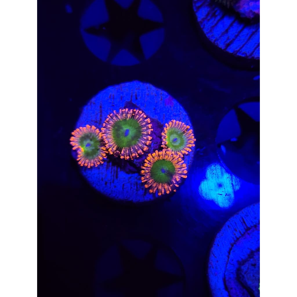 Electric Oompa Loompa Zoanthid Frag WYSIWYG!