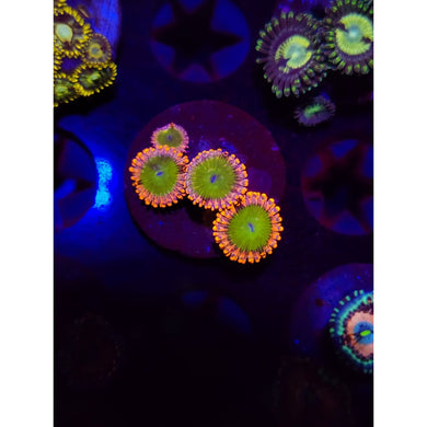 Electric Oompa Loompa Zoanthid Frag WYSIWYG!
